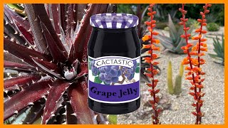 Desert Bromeliads In Full Bloom  Dyckia Grape Jelly [upl. by Court]