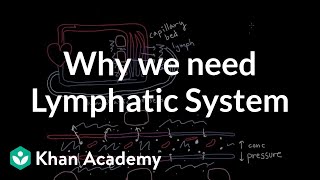 Why we need a lymphatic system  Lymphatic system physiology  NCLEXRN  Khan Academy [upl. by Ibor619]