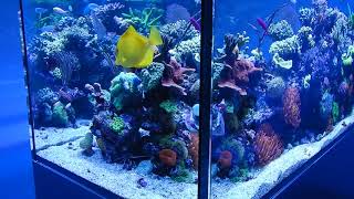 Red Sea Reefer Peninsula 650 Reef Tank Acropora Montipora SPS LPS 032019 Riffaquarium Teil 1 [upl. by Ytinirt]