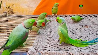 So Amazing Video Of Talking Parrots On Charpai [upl. by Anne-Corinne866]