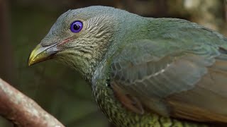 Odd Bird Seduction Techniques  Life Story  BBC Earth [upl. by Attenej]