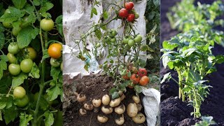 Tomato and Potato on One Plant Tomato grafting on Potato Pomato [upl. by Aihsilef]