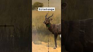 Shooting game  catching a Sitatunga herasChannel [upl. by Asirralc394]