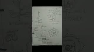 botany practical 7️⃣ Mazus jaonicusscrophulariaceae family BSC 3 semeste👍like and subscribe [upl. by Cristina994]