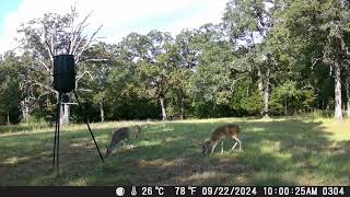 Answered Prayers Game Cam  922  daytime [upl. by Henryetta]