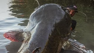 Incredible Huge Catfish 85 feet  250 LBS  HD by Yuri Grisendi [upl. by Lussi]