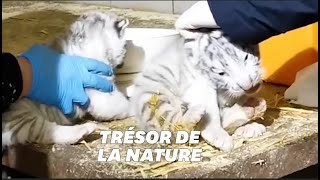 Ces trois bébés tigres blancs nés au zoo dAmnéville vont vous faire fondre [upl. by Yeldoow]