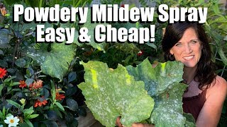 Easy Inexpensive Powdery Mildew Spray for Squash amp Cucumbers Prune Leaves to Keep Production Going [upl. by Noreh]