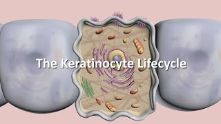 Lifecycle of the Keratinocyte [upl. by Atiuqam]