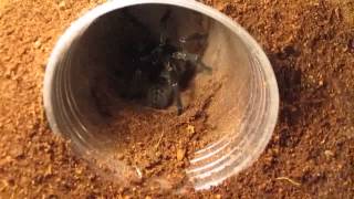 Part 3 Of 3 From Beginner To Advanced Tarantula KeepingFeeding [upl. by Lamdin]