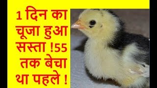 🐓🐔1 दिन के चूजे का भाव  Poultry India TV™ [upl. by Latsyrcal860]