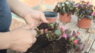 How to Grow Begonias [upl. by Razid]