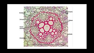 313 Transport in plants d Apoplast Symplast pathways and cohesionadhesion tension theory [upl. by Fayola613]