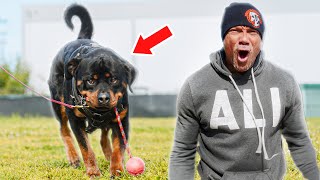 How To Protection Train Your Rottweiler [upl. by Iraj74]