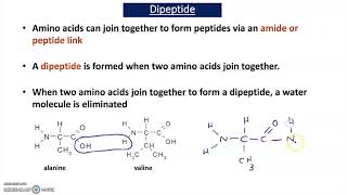 Revising Amino Acids A2 Chemistry [upl. by Orose]