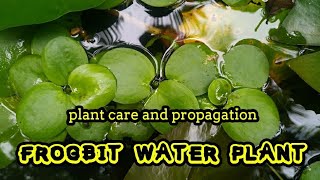 How to Grow Amazon Frogbit  Floating Plant Care Guide  Helpful and Hardy Water Plant  Frogbit [upl. by Hyacinthe]