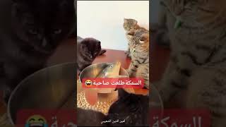 اتحداك ماتعيد المقطع أكتر من مرة 😅😂🤣اضحكمنقلبك ههههههه لايكاشتراك funny ترند اكسبلور [upl. by Aeret]