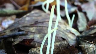 Clavaria asterospora  fungi kingdom [upl. by Ertnom50]