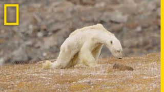 HeartWrenching Video Starving Polar Bear on Iceless Land  National Geographic [upl. by Izy]