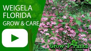 Weigela florida  grow amp care Weigela plant [upl. by Bremer]