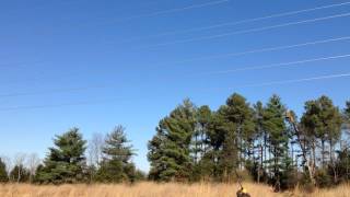 Pheasant Tower Shoot  Rose Hill Game Preserve [upl. by Larrabee]