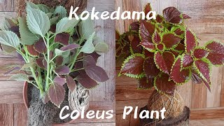 How to Make Kokedama of Coleus Plant [upl. by Adnolehs]