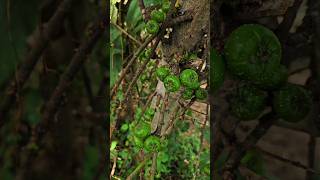 பேய் அத்தி  Ficus Hispida shorts shortsvideo villagelife ficushispida [upl. by Booma390]