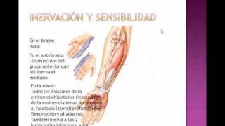 Plexo braquial 2 RAMAS TERMINALES [upl. by Eelrak]