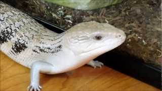 BlueTongued Skink Petting San Bernardino Natural History Museum California [upl. by Eidaj]