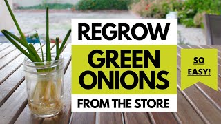 The Easiest Way to Grow Onions [upl. by Doone]