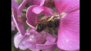 Willughbys Leaf cutter Bee Megachile willughbiella [upl. by Shirberg416]