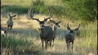 Mule Deer Hunting in Sonora Mexico [upl. by Doloritas]