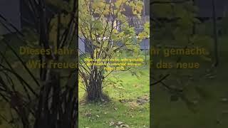 schrebergarten follow garten bio feigen project hochbeet trampoline music cover song [upl. by Idnor]