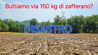 Piantiamo 150 kg di zafferano  finita malissimo [upl. by Teresina]