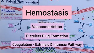 Hemostasis  Vasoconstriction  Platelets Plug Formation  Coagulation [upl. by Airotkiv]