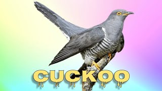 Common cuckoo call [upl. by Ddarb]