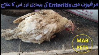 Necrotic Enteritis in Poultry  Effective Solution for Necrotic Enteritis [upl. by Jamill]