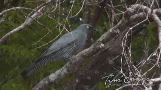 Barred Cuckoo  shrike Coracina lineata HD Video Clip 11 Tim Siggs ABVC [upl. by Cressida]