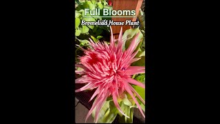 Bromeliad House Plant in Full Blooms [upl. by Sabrina756]