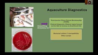 Aquaculture Drugs  Veterinary Feed Directives and Extra Label Use [upl. by Groves794]