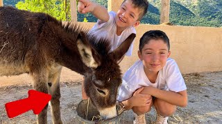 Farm Animals for Kids🐴 Zoo Adventure  Donkeys For Kids  Educational Videos For Kids [upl. by Eetsirk]