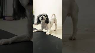 Shih Tzu Barking 😂 [upl. by Joel]