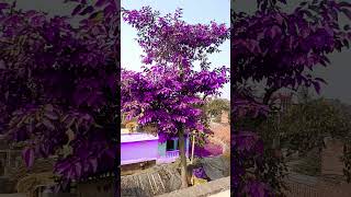 Purple 🟣🟣🟣🟣 colour tree 🌲tranding yputubeshorts [upl. by Manup]