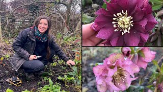 Hellebore Winter Care  Quick Tips  Homegrown Garden [upl. by Eiral364]