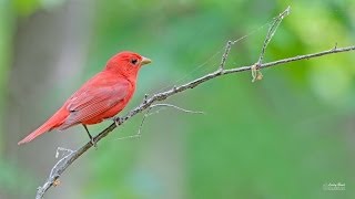 Summer Tanager [upl. by Sharma]