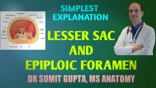 PERITONEUM Part 3 LESSER SAC amp EPIPLOIC FORAMEN [upl. by Assiled]