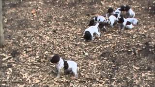 Bluestem Kennels Wirehaired Pointing Griffons quotGquot Litter at 5 weeks [upl. by Lundt]