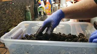 How to do a manure based substrate and easy pasturizeing method [upl. by Elleiand]