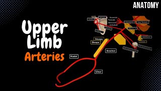 Arteries of the Upper Limb Branches Scheme [upl. by Ardnwahsal]