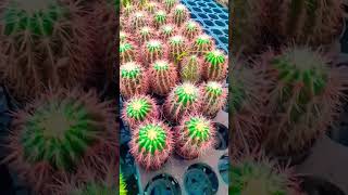 Cactus plant 🌵 nursery [upl. by Almat741]